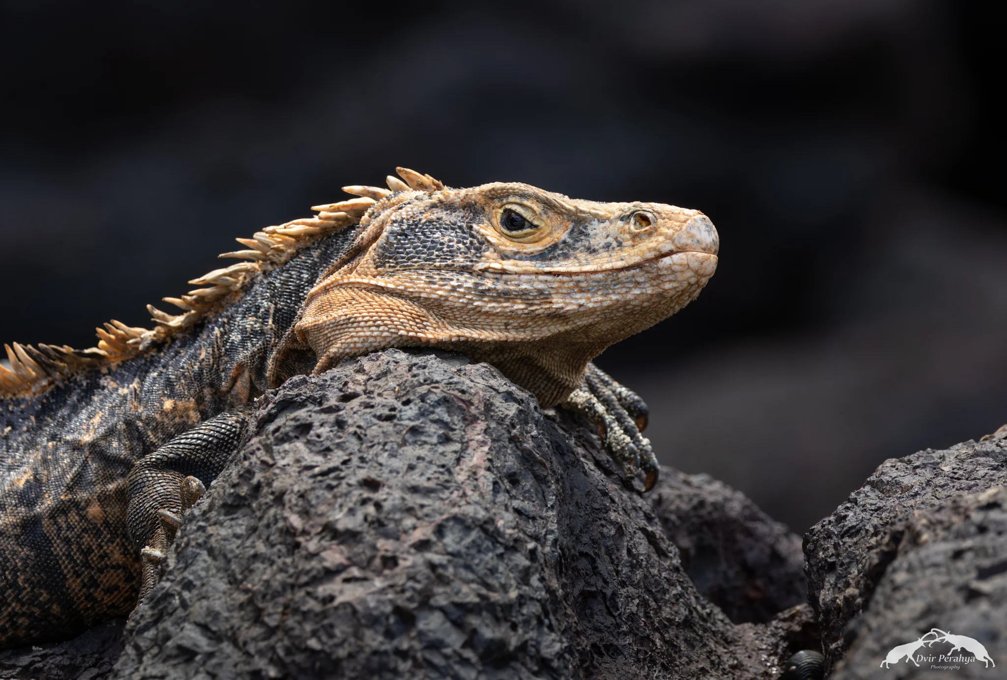 Iguana, Manuel Antonio